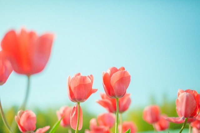 さようなら 花泥棒さん 歌詞 初音ミク ふりがな付 歌詞検索サイト Utaten