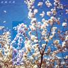 花嫁の袂 歌詞