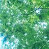 leaves 歌詞