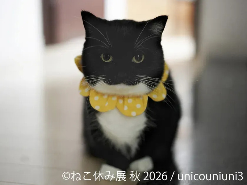 展示作品：unicouniuni3